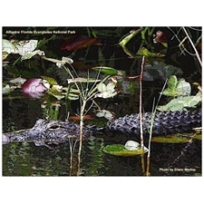 Traditional Jigsaw Puzzles