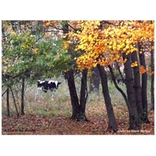 Traditional Jigsaw Puzzles