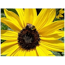 Traditional Jigsaw Puzzles