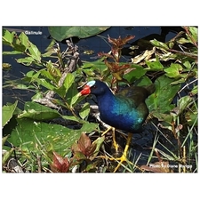 Traditional Jigsaw Puzzles