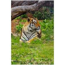 Traditional Jigsaw Puzzles