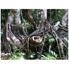 Traditional Jigsaw Puzzles