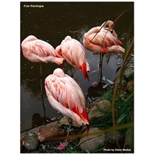 Traditional Jigsaw Puzzles