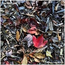Traditional Jigsaw Puzzles