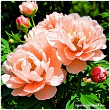 Traditional Jigsaw Puzzles