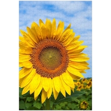 Traditional Jigsaw Puzzles