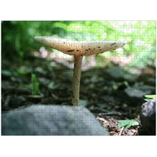 Traditional Jigsaw Puzzles