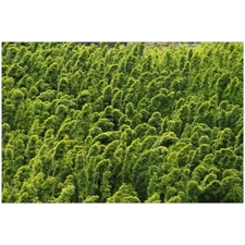 Traditional Jigsaw Puzzles
