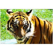 Traditional Jigsaw Puzzles