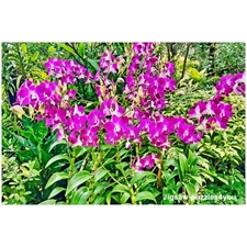 Traditional Jigsaw Puzzles
