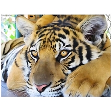 Traditional Jigsaw Puzzles