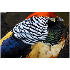 Traditional Jigsaw Puzzles