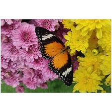 Traditional Jigsaw Puzzles