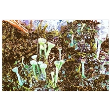 Lichen 2 - Cup lichen, 150 piece tube puzzle
