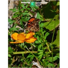 Traditional Jigsaw Puzzles