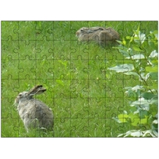 Traditional Jigsaw Puzzles