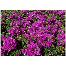 Traditional Jigsaw Puzzles