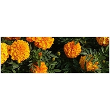Traditional Jigsaw Puzzles