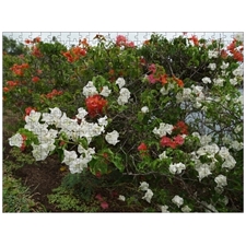 Traditional Jigsaw Puzzles