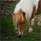 Traditional Jigsaw Puzzles