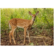 Traditional Jigsaw Puzzles