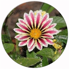 Round Puzzles