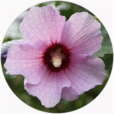 Round Puzzles