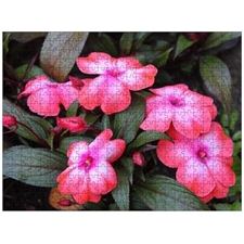 Traditional Jigsaw Puzzles