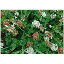 Traditional Jigsaw Puzzles