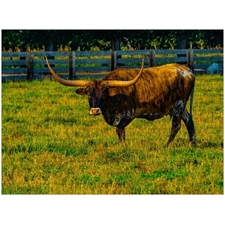 Traditional Jigsaw Puzzles