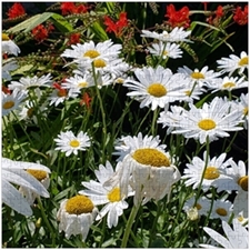 Traditional Jigsaw Puzzles