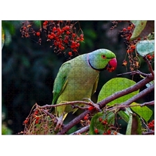 Traditional Jigsaw Puzzles