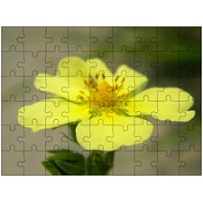 Traditional Jigsaw Puzzles