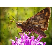 Traditional Jigsaw Puzzles