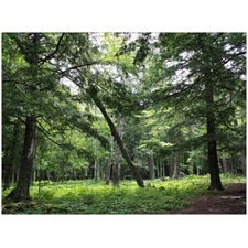 Traditional Jigsaw Puzzles
