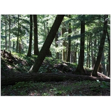 Traditional Jigsaw Puzzles