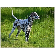 Traditional Jigsaw Puzzles