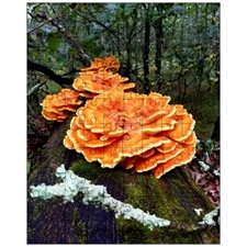 Jigsaw Puzzles 10