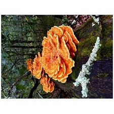 Traditional Jigsaw Puzzles