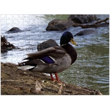 Traditional Jigsaw Puzzles