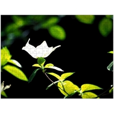 Traditional Jigsaw Puzzles