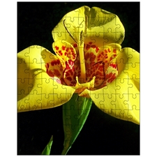 Jigsaw Puzzles 10