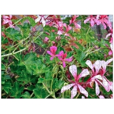 Traditional Jigsaw Puzzles
