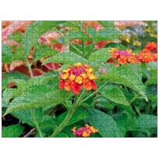 Traditional Jigsaw Puzzles