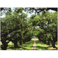 Traditional Jigsaw Puzzles