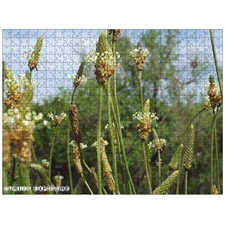 Traditional Jigsaw Puzzles