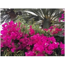 Traditional Jigsaw Puzzles