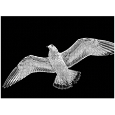 Traditional Jigsaw Puzzles