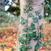 Traditional Jigsaw Puzzles