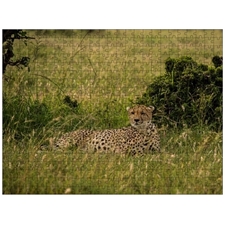 Traditional Jigsaw Puzzles